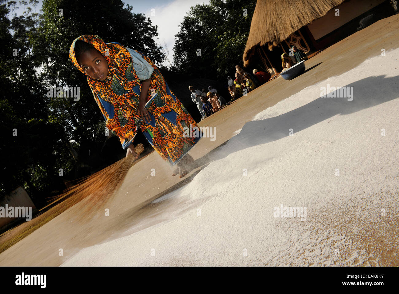 Jeune fille farine balayant ensemble sur le terrain dans le village de Idool Idool, Région de l'Adamaoua, Cameroun, Banque D'Images