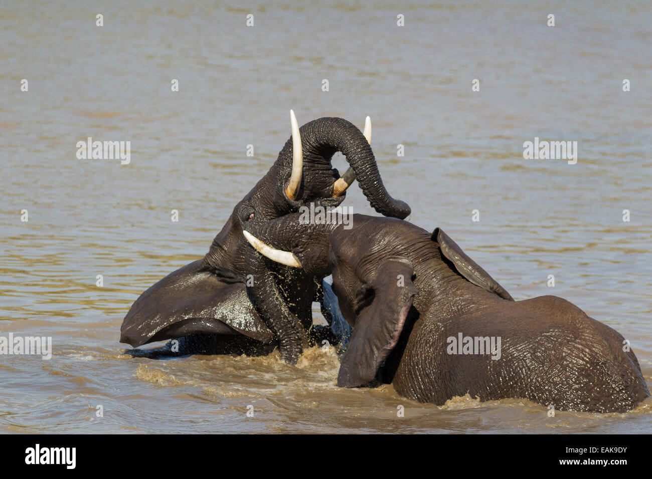 Bush de l'Afrique de l'éléphant (Loxodonta africana), deux taureaux de combat ludique dans la rivière Shingwedzi, Kruger National Park Banque D'Images