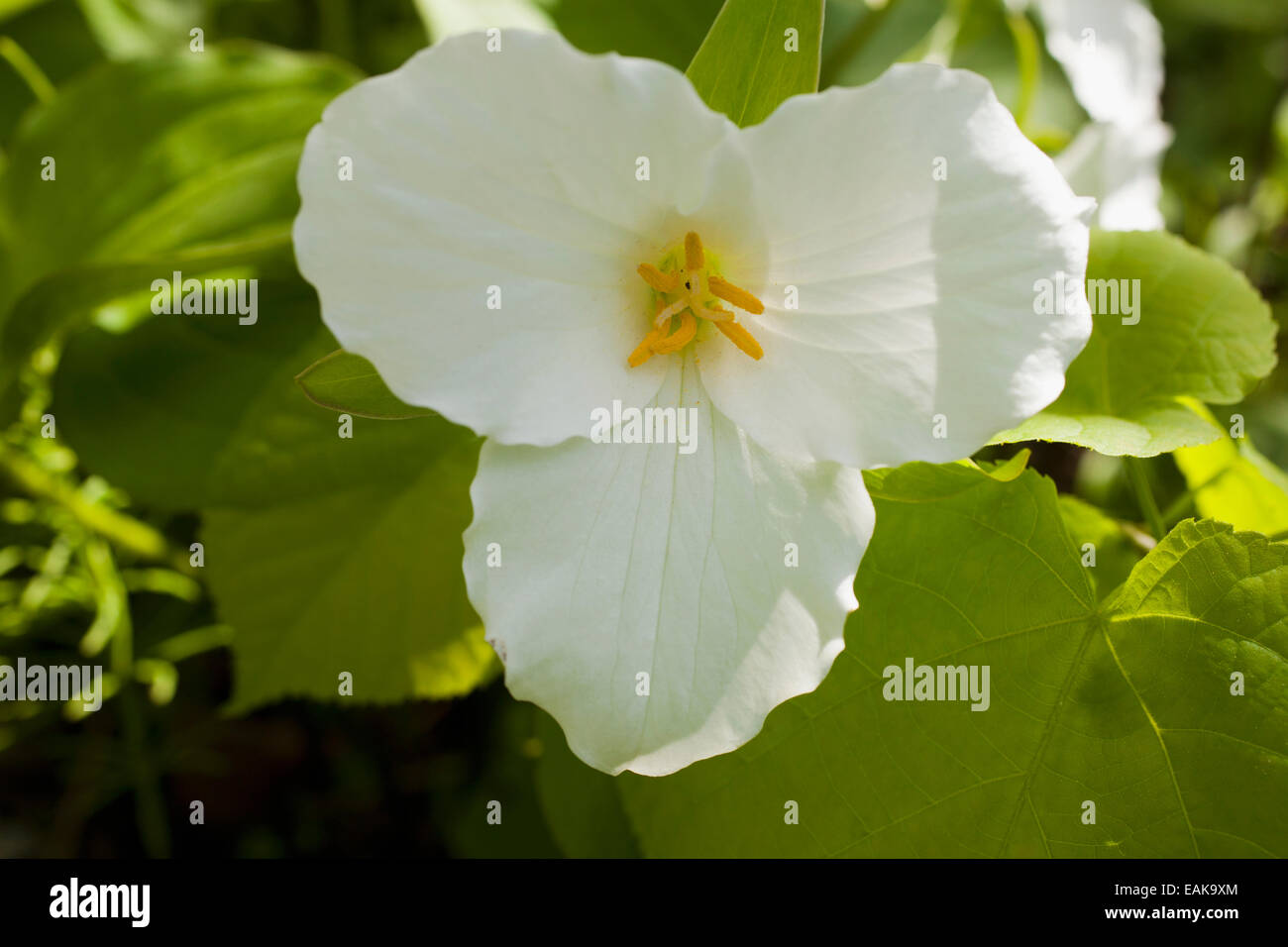Service de l'Ouest Robin, du Pacifique ou de l'ouest Trillium trille blanc (Trillium ovatum), fleur, Province de Québec, Canada Banque D'Images