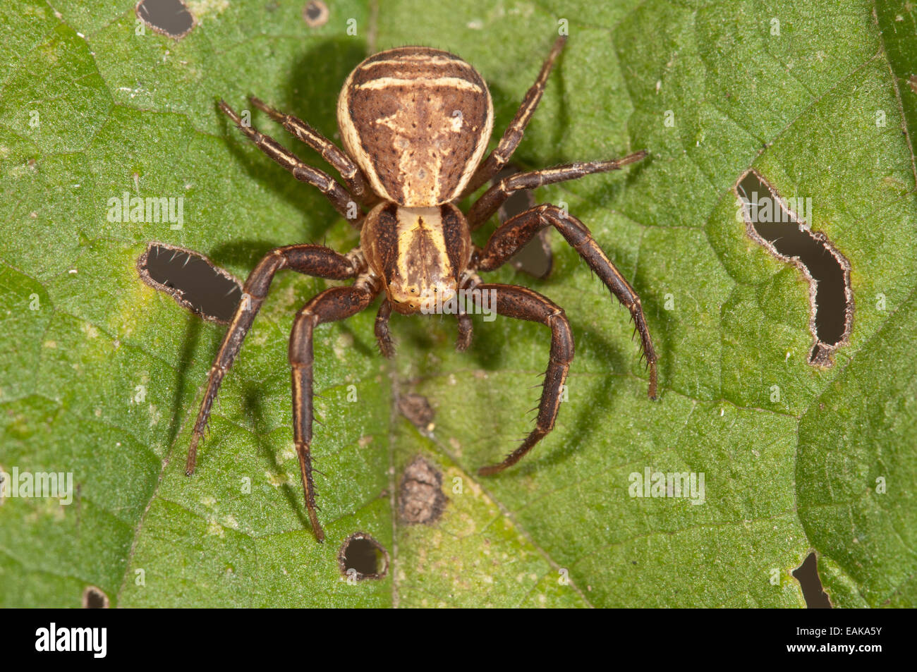 Araignée crabe (Xystus cristatus), femme en position d'attente, Bade-Wurtemberg, Allemagne Banque D'Images