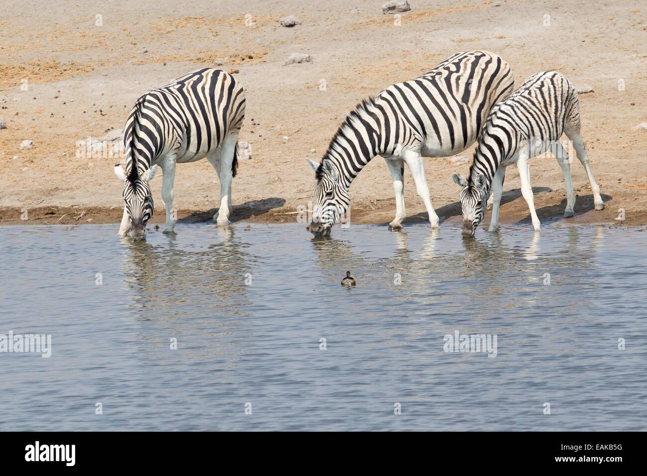 Trois zèbres (Equus quagga) au waterhole, Etosha National Park, Namibie Banque D'Images