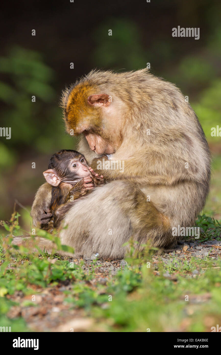 Macaque de Barbarie (Macaca sylvanus), les nourrissons allaités, captive Banque D'Images