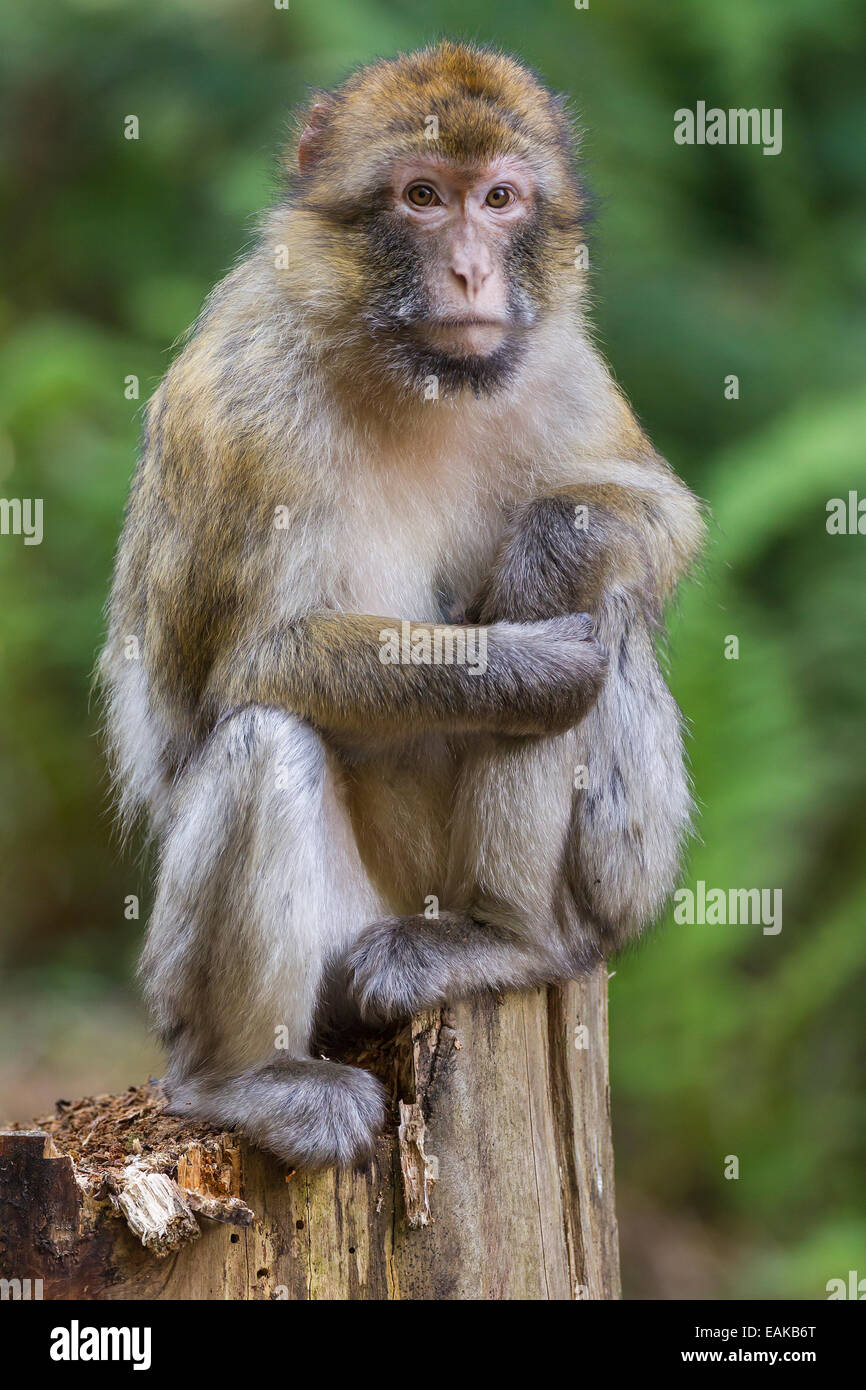 Macaque de Barbarie (Macaca sylvanus), Banque D'Images