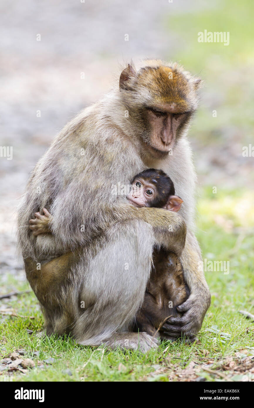 Macaques de Barbarie (Macaca sylvanus), des profils avec bébé, originaire de Maroc, captive Banque D'Images