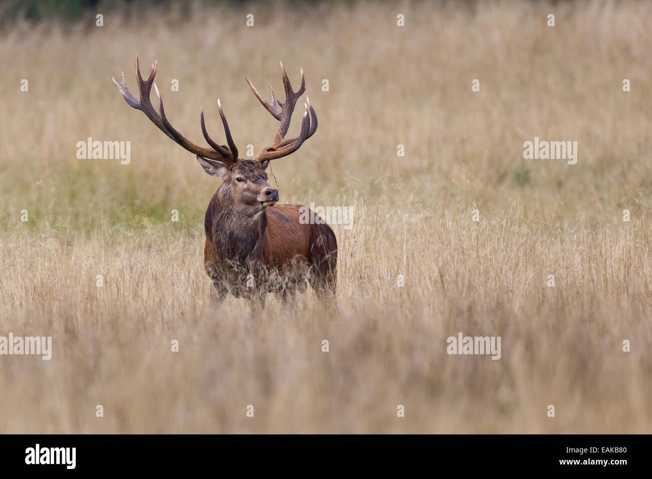 Red Deer (Cervus elaphus), Stag, Copenhague, Danemark Banque D'Images