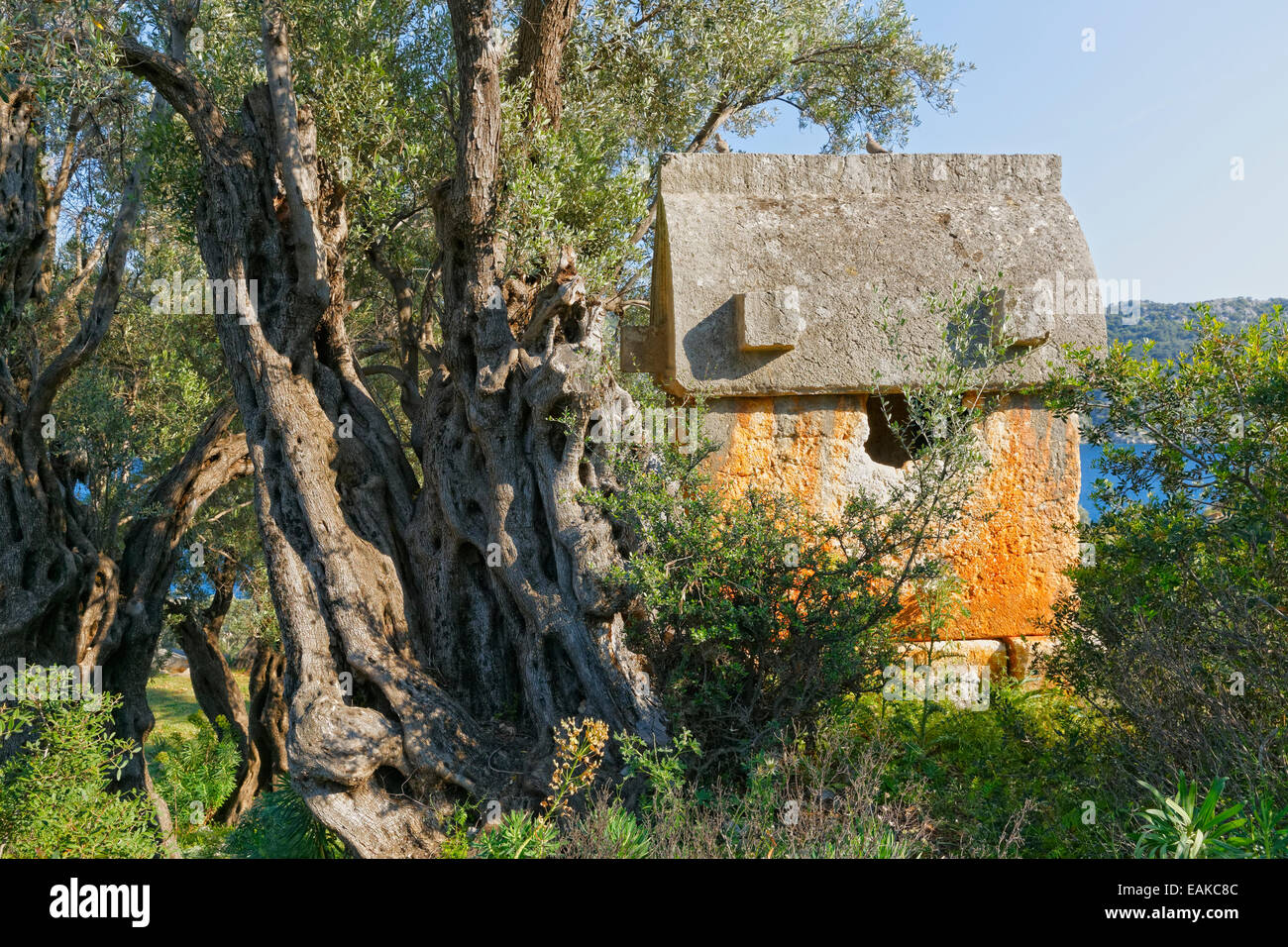 À côté d'un sarcophage vieil olivier, ancienne Simena, Mezitli, Lycie, Province d'Antalya, Turquie Banque D'Images