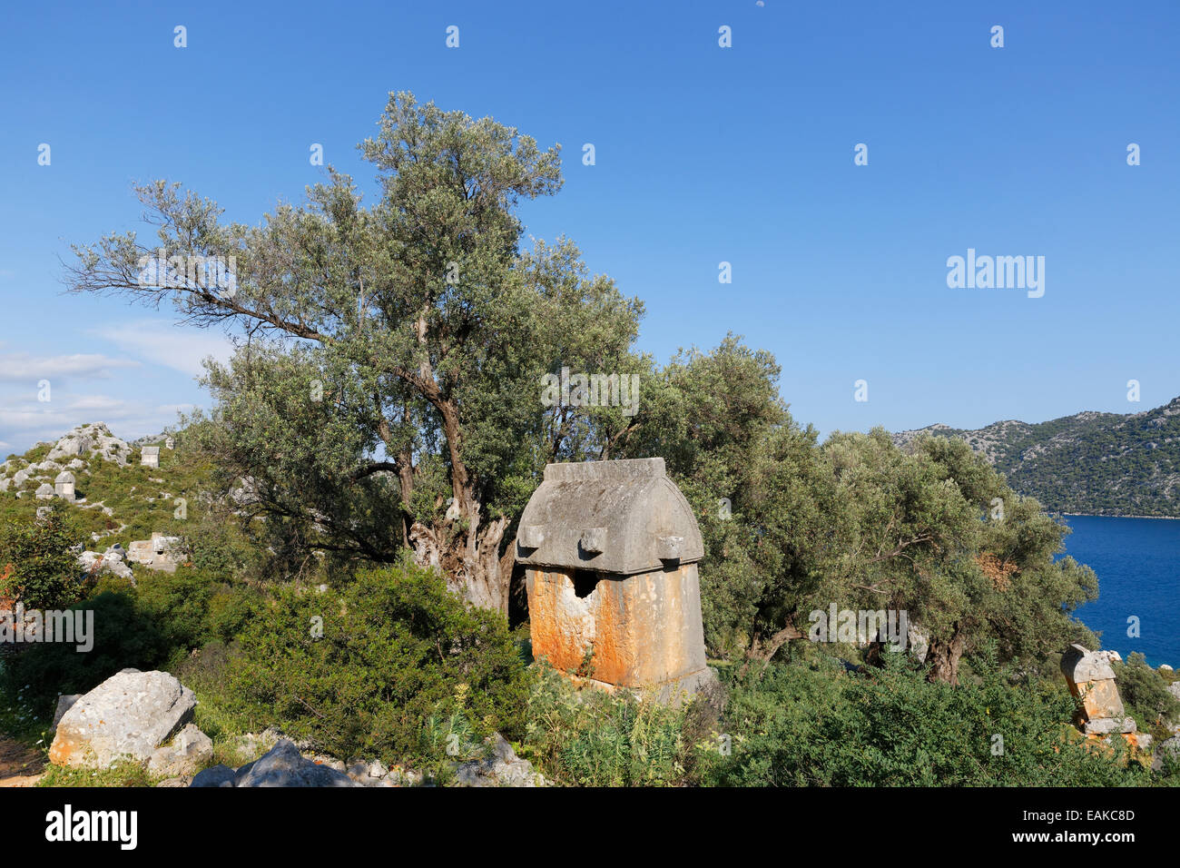 À côté d'un sarcophage vieil olivier, ancienne Simena, Mezitli, Lycie, Province d'Antalya, Turquie Banque D'Images