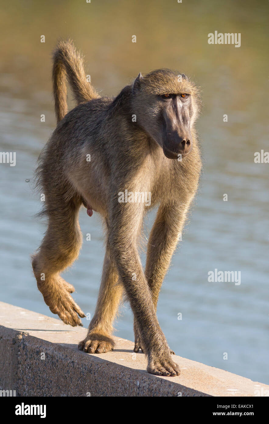 KRUGER NATIONAL PARK, SOUTH AFRICA - babouin sur pont sur la rivière. Banque D'Images