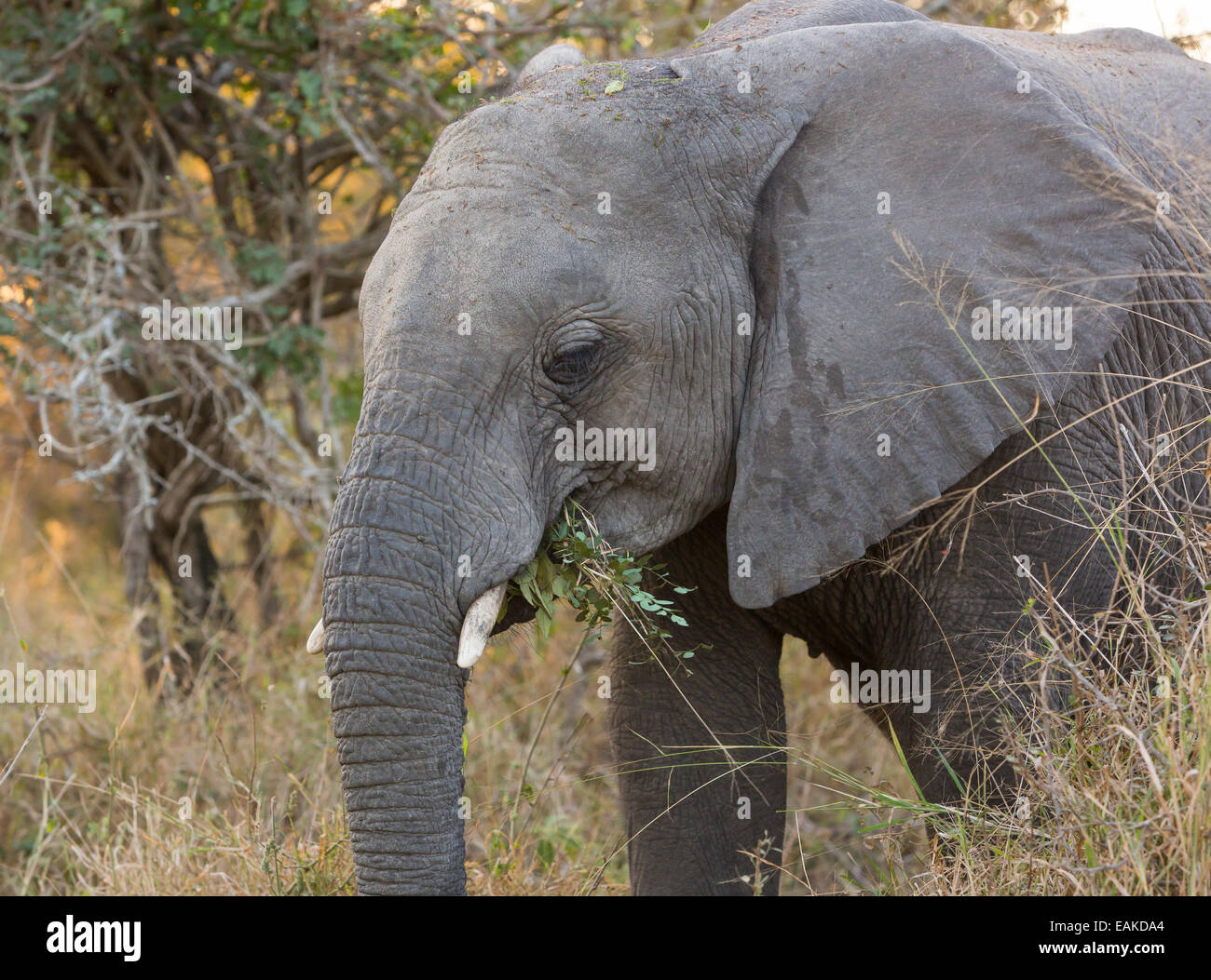 Le parc national Kruger, AFRIQUE DU SUD - Éléphant Banque D'Images