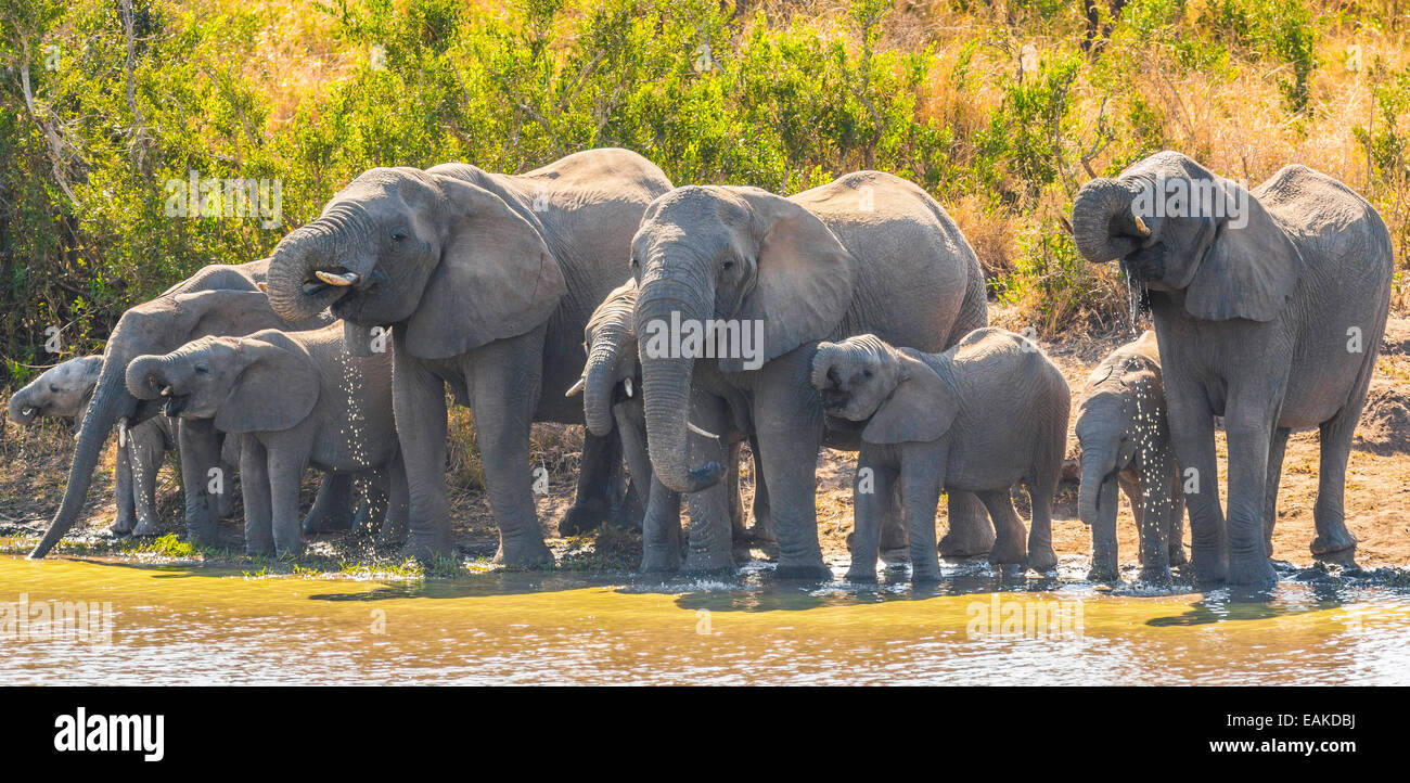 Le parc national Kruger, AFRIQUE DU SUD - Troupeau d'éléphants verre au barrage de Kumana. Banque D'Images