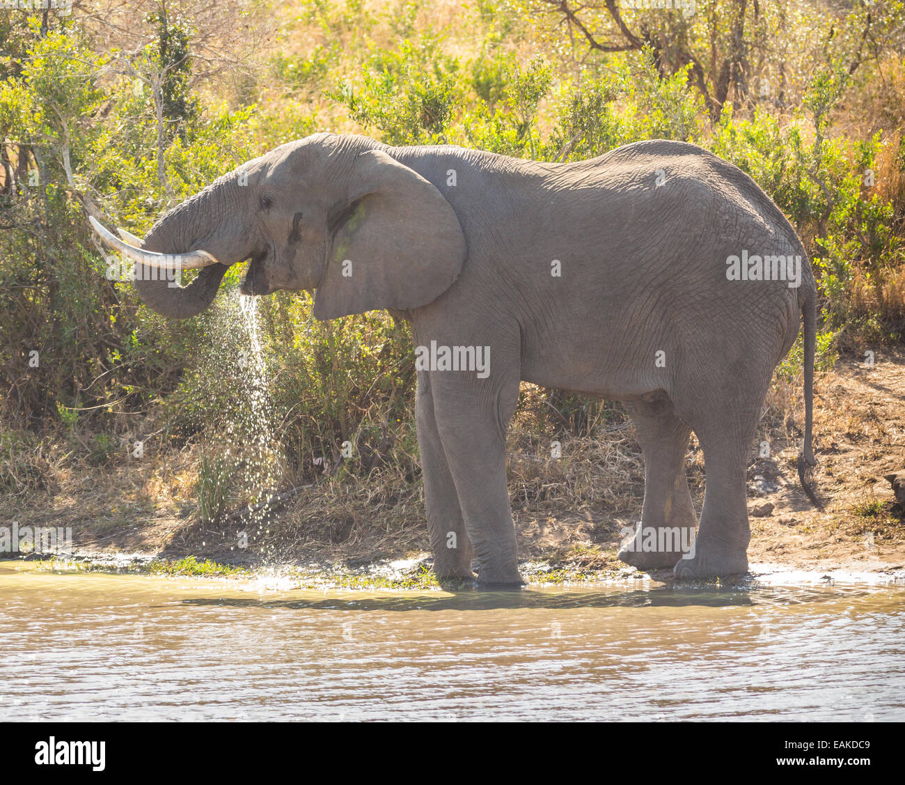 Le parc national Kruger, AFRIQUE DU SUD - Troupeau d'éléphants verre au barrage de Kumana. Banque D'Images