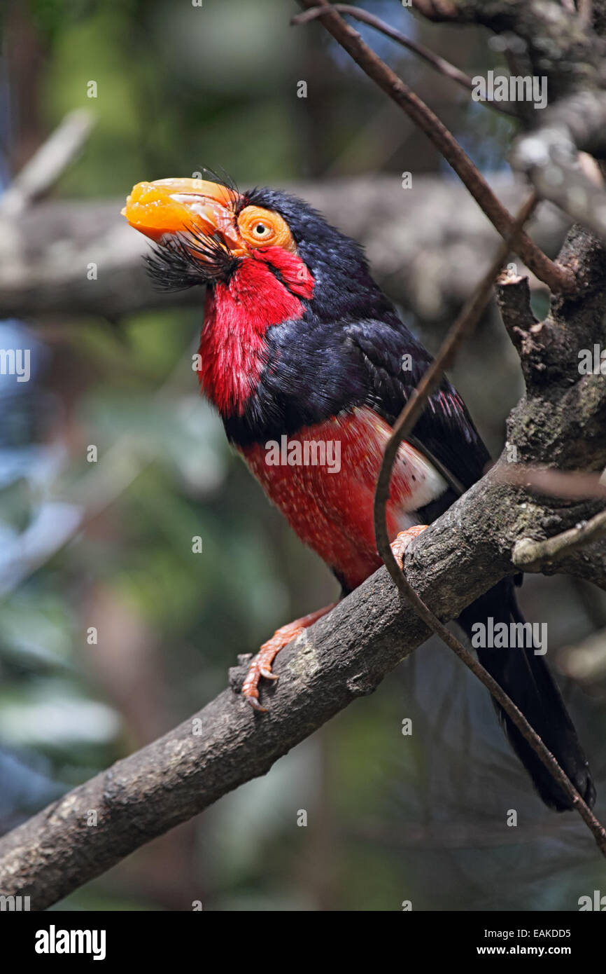 Barbet barbu (Lybius dubius) manger une orange. Banque D'Images