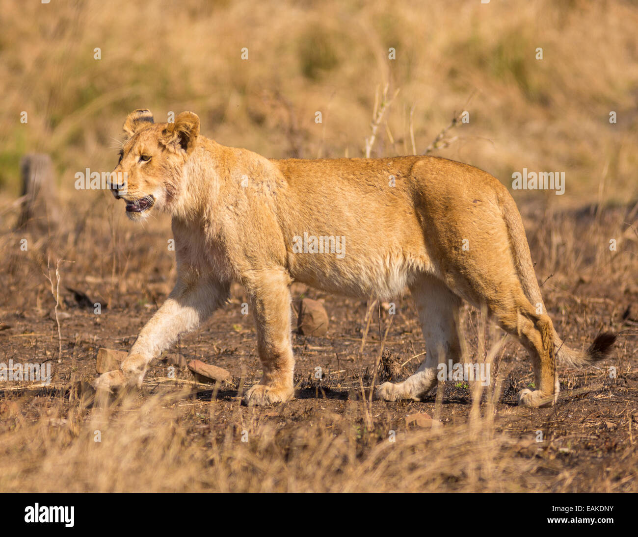 Le parc national Kruger, AFRIQUE DU SUD - Lion Banque D'Images