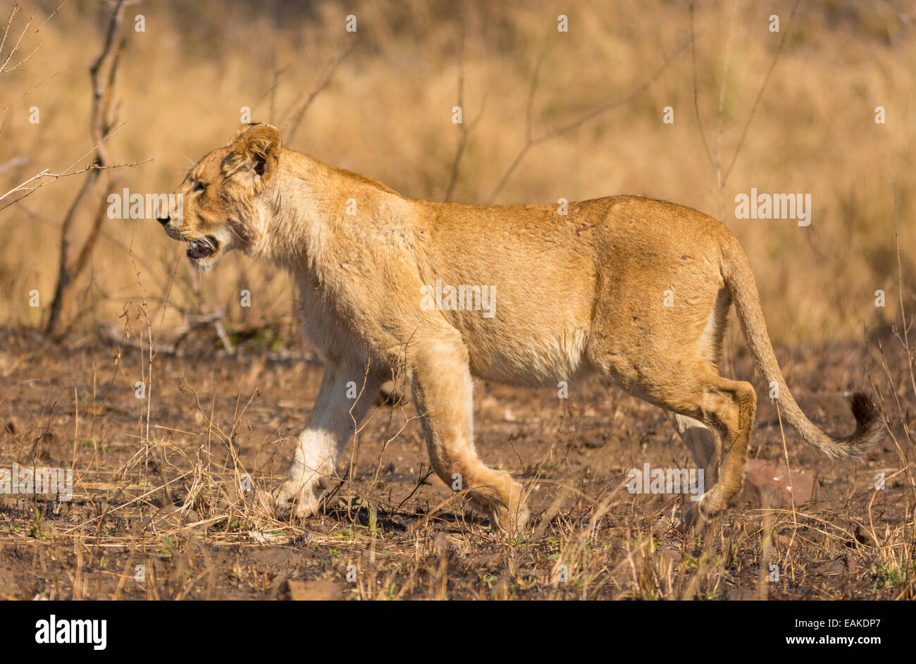 Le parc national Kruger, AFRIQUE DU SUD - Lion Banque D'Images