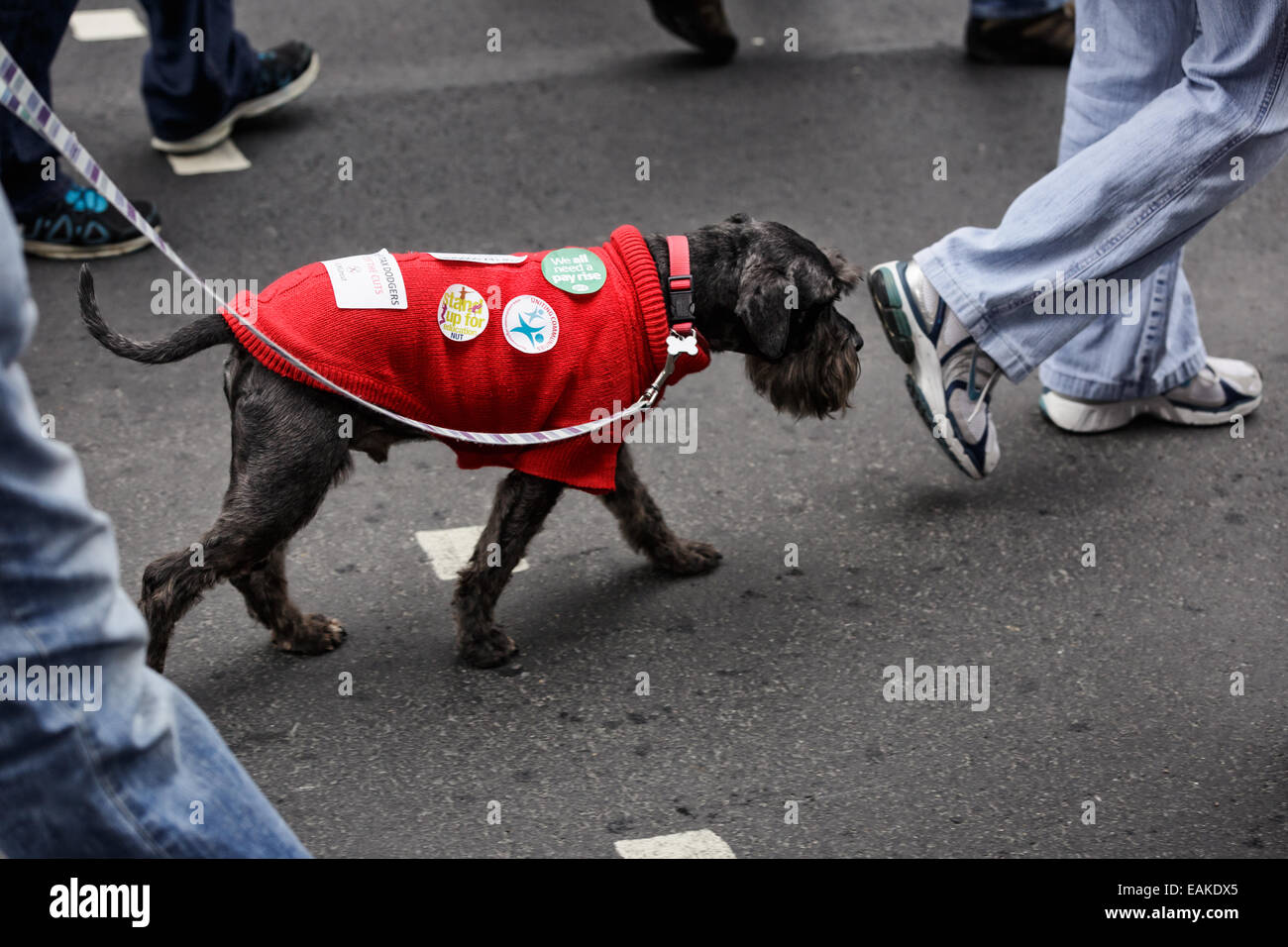 En chien cavalier rouge prend part à la protestation du TUC Banque D'Images
