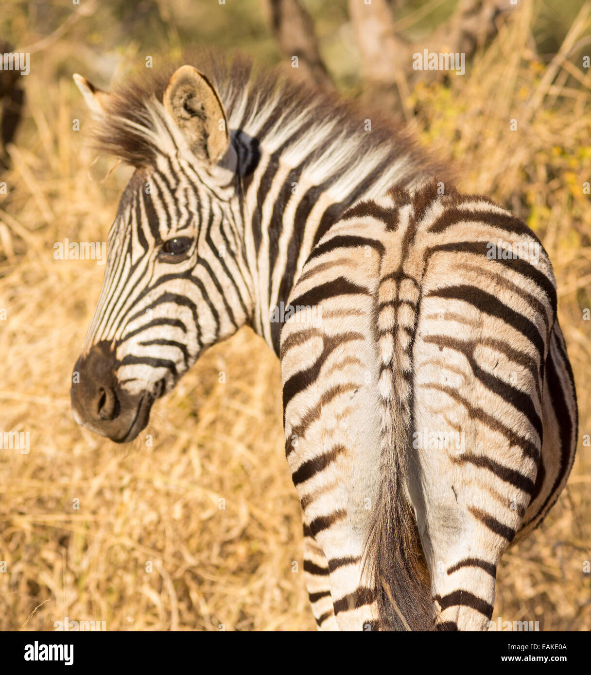 Le parc national Kruger, AFRIQUE DU SUD - le zèbre de Burchell Banque D'Images