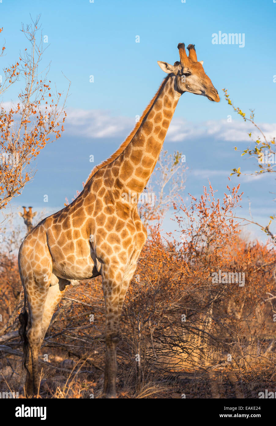 Le parc national Kruger, AFRIQUE DU SUD - Girafe Banque D'Images