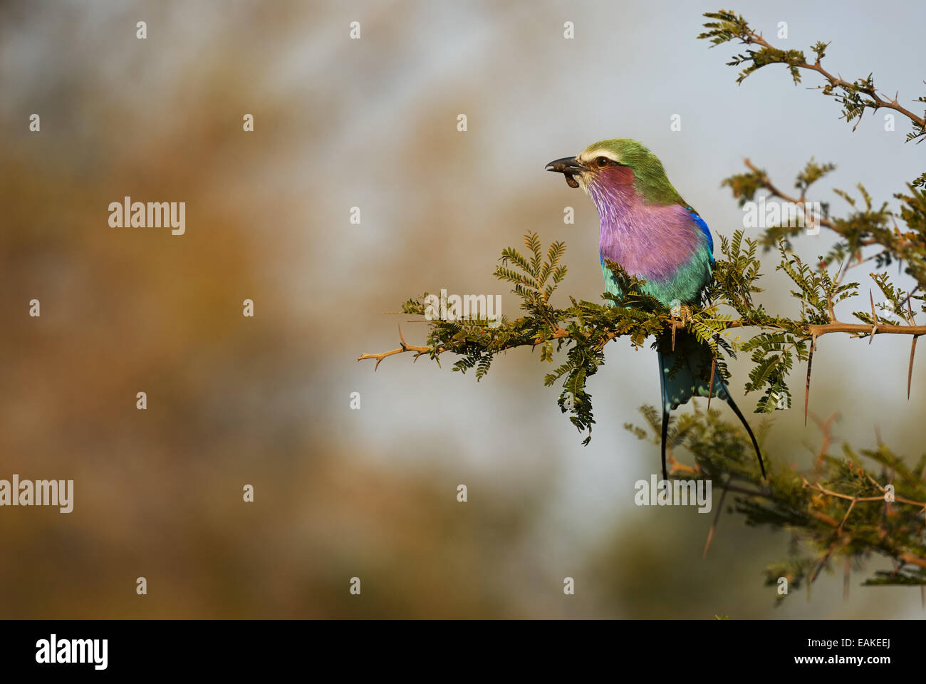 Lilac-breasted roller perché sur une branche avec des proies dans le Parc National Kruger Banque D'Images