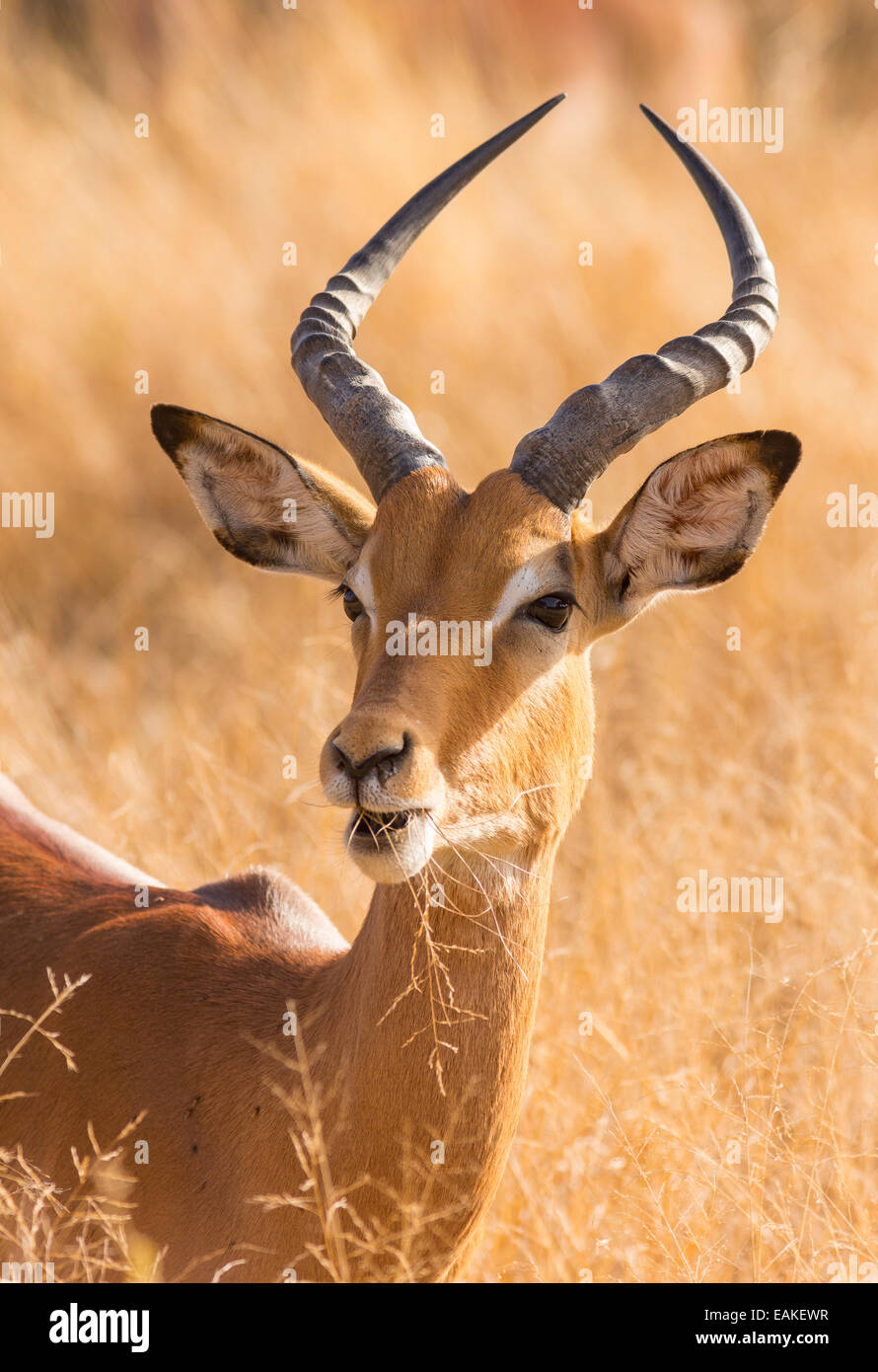 Le parc national Kruger, AFRIQUE DU SUD - Mâle impala Aepyceros melampus Banque D'Images