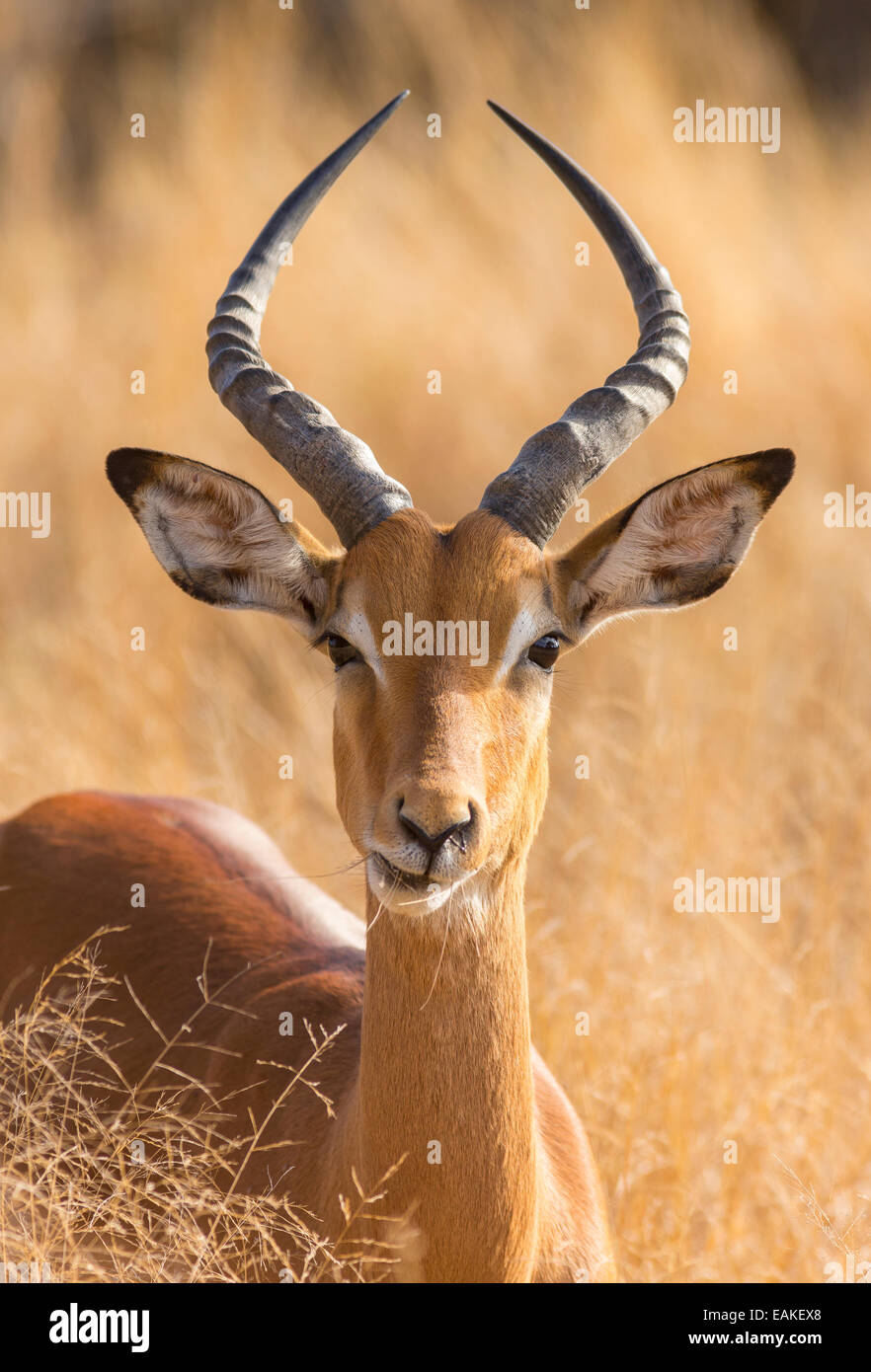 Le parc national Kruger, AFRIQUE DU SUD - Mâle impala Aepyceros melampus Banque D'Images
