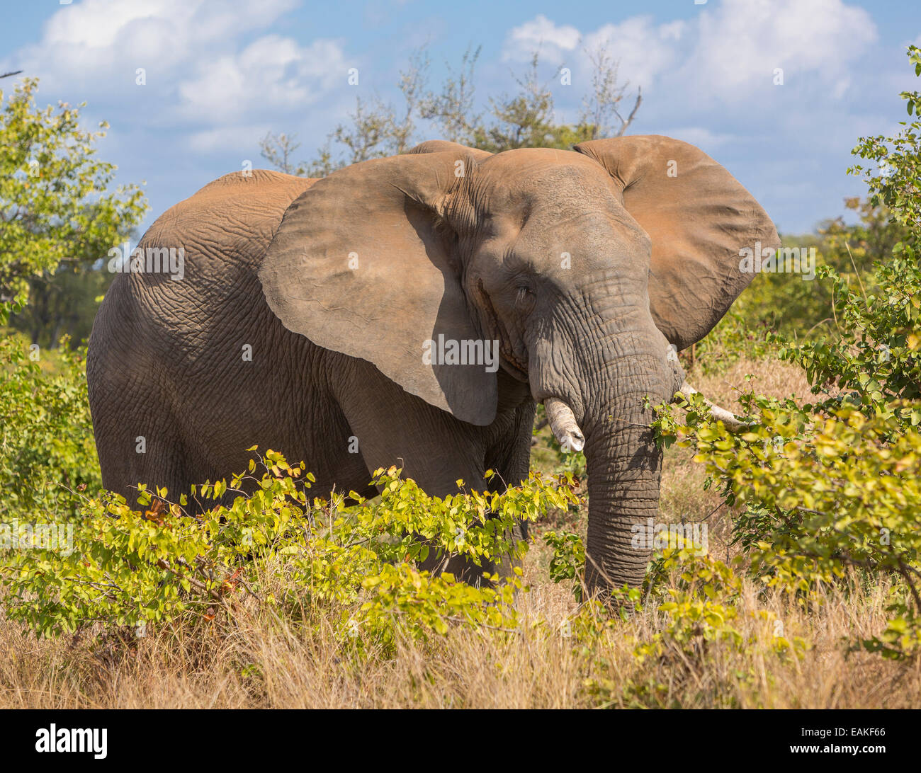 Le parc national Kruger, AFRIQUE DU SUD - Éléphant Banque D'Images