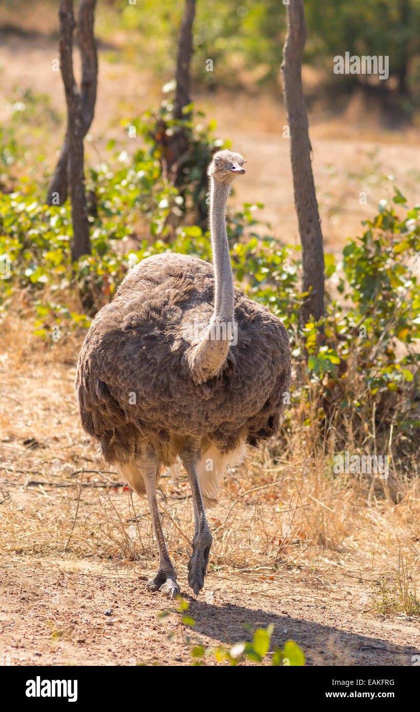 Le parc national Kruger, AFRIQUE DU SUD - l'autruche commune, un grand oiseau, Struthio camelus. Banque D'Images