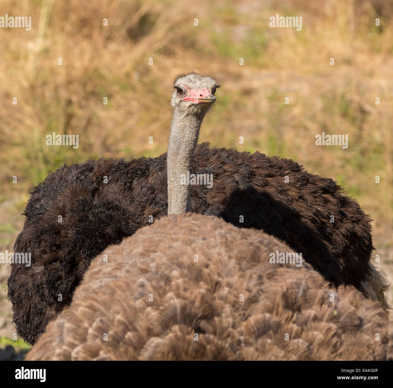 Le parc national Kruger, AFRIQUE DU SUD - l'autruche commune, un grand oiseau, Struthio camelus. Banque D'Images