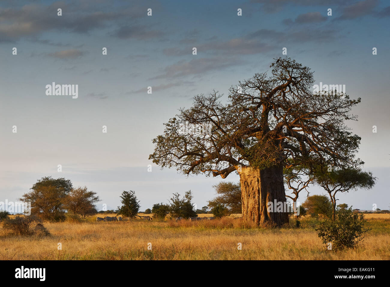 Paysage africain avec un gros baobab Banque D'Images