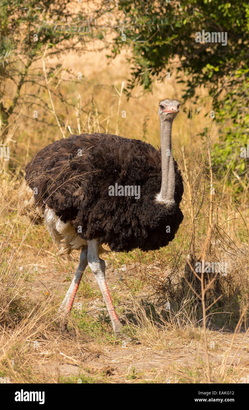 Le parc national Kruger, AFRIQUE DU SUD - l'autruche commune, un grand oiseau, Struthio camelus. Banque D'Images