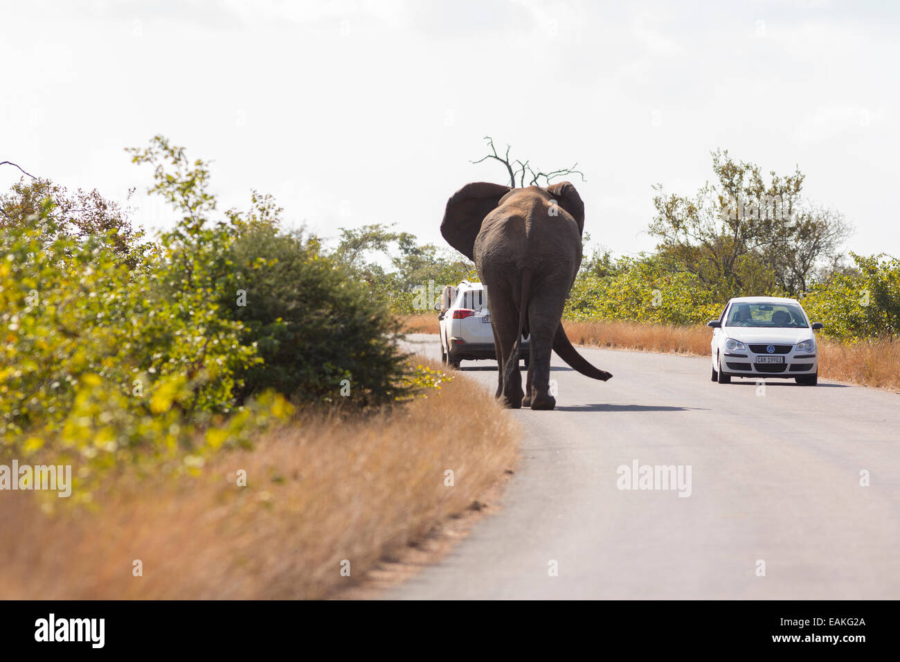 Le parc national Kruger, AFRIQUE DU SUD - Éléphant sur route avec deux voitures. Banque D'Images