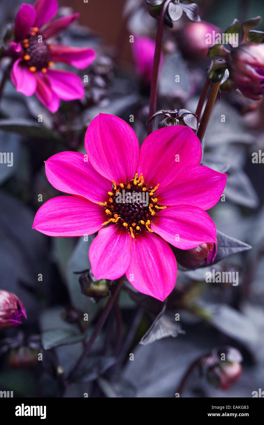 Dahlia 'Purple' de plus en plus une frontière. Banque D'Images