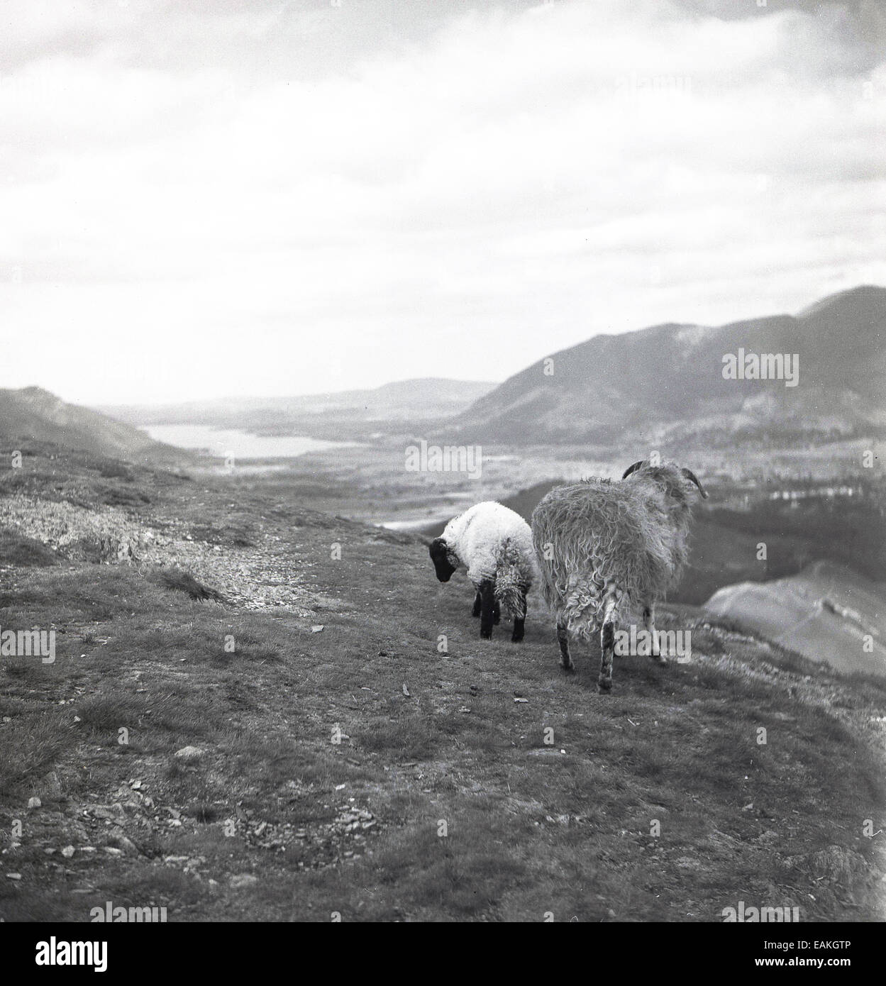 Années 1950, historique, deux moutons, une brebis et son agneau sur les hautes landes dans le Peak District, Angleterre, Royaume-Uni. Banque D'Images