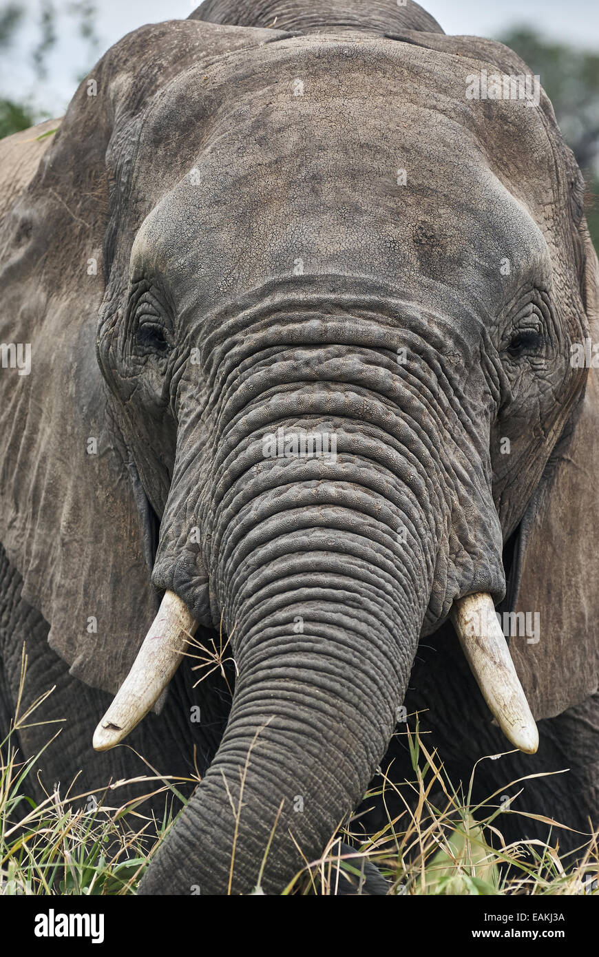 Fermer portrait d'un éléphant qui ramasse de l'herbe pour manger Banque D'Images