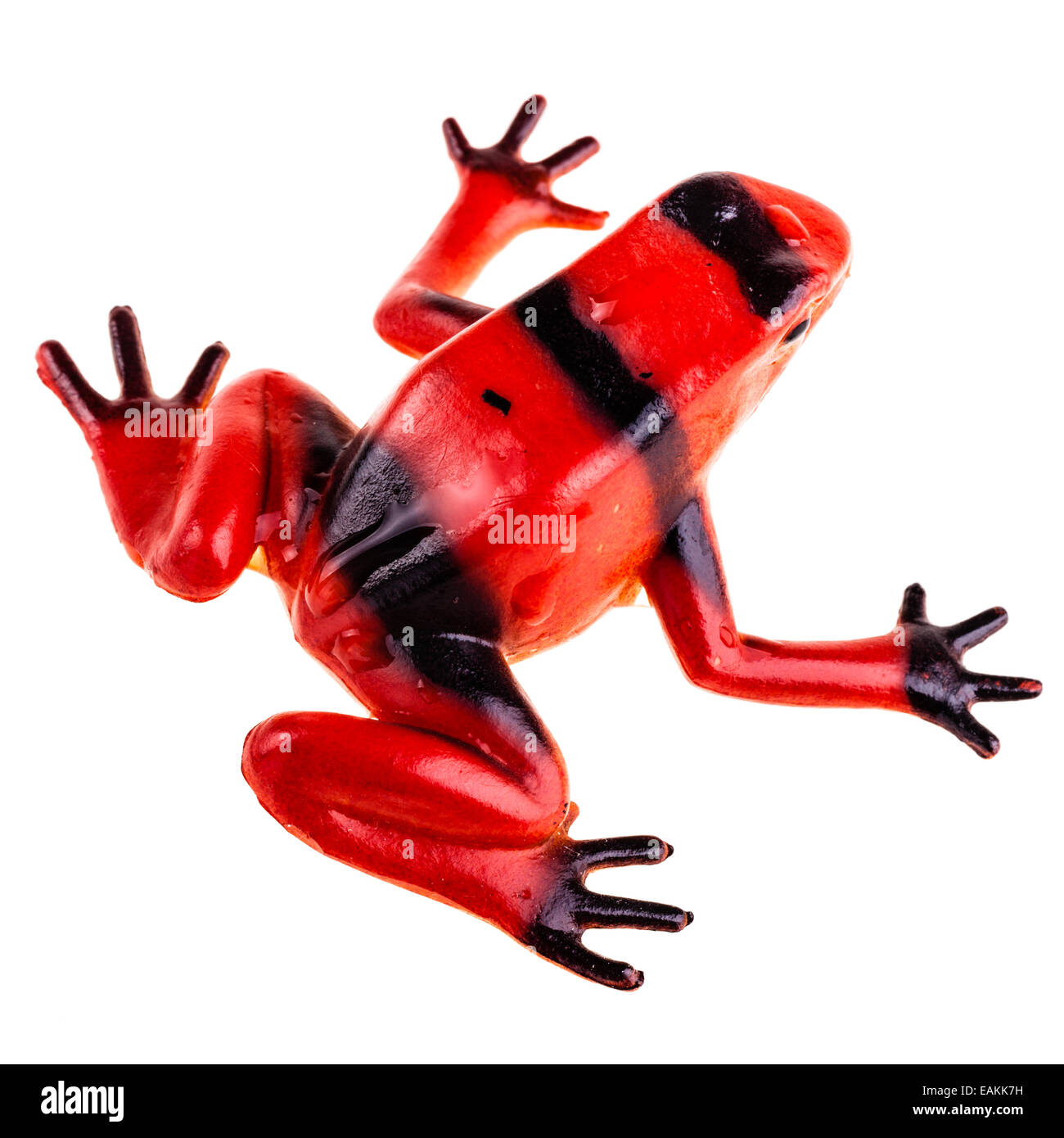 Un jouet en plastique red frog isolated over a white background pur Banque D'Images