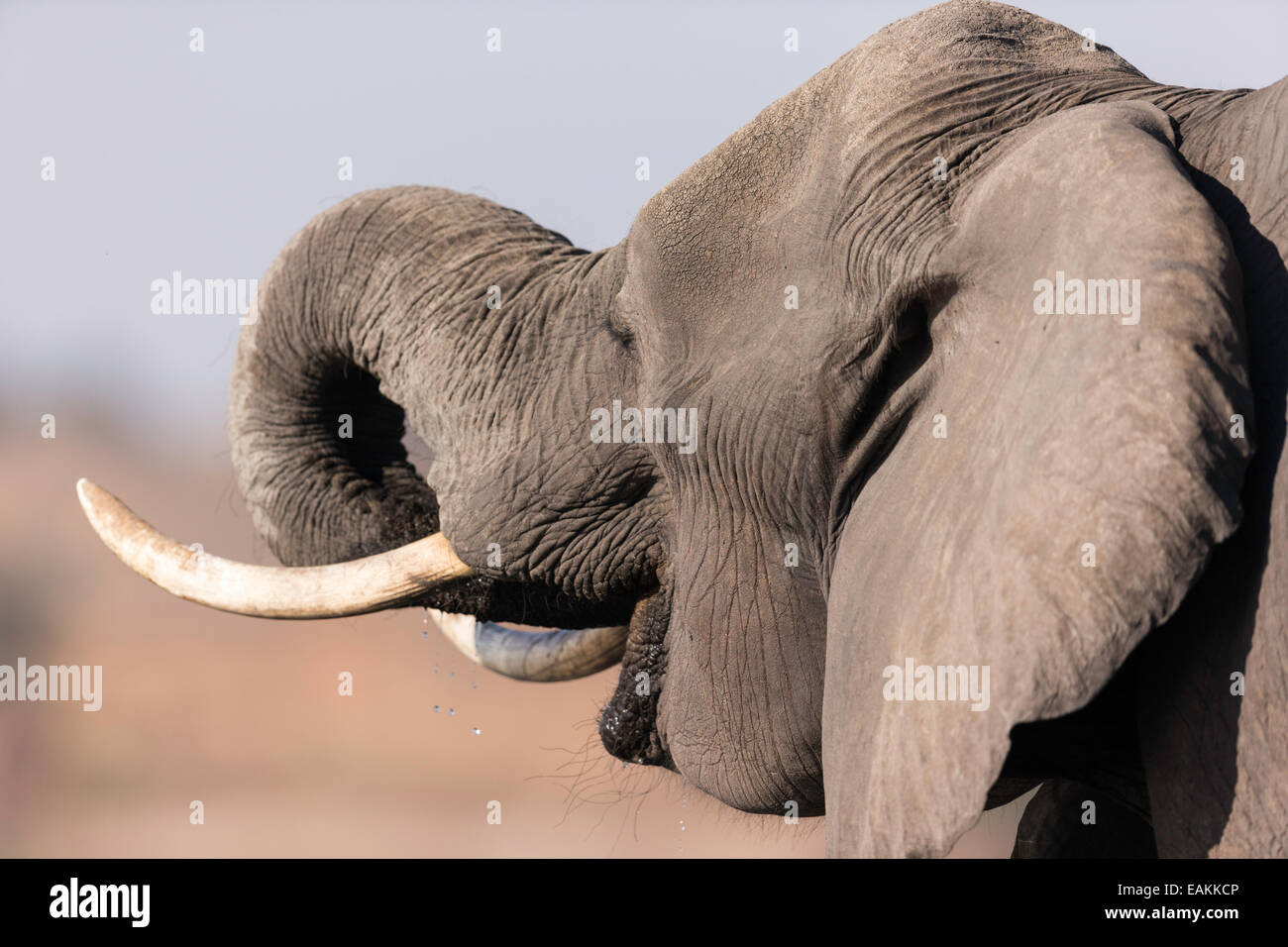 L'éléphant de l'eau potable sur la rivière Chobe au Botswana Banque D'Images