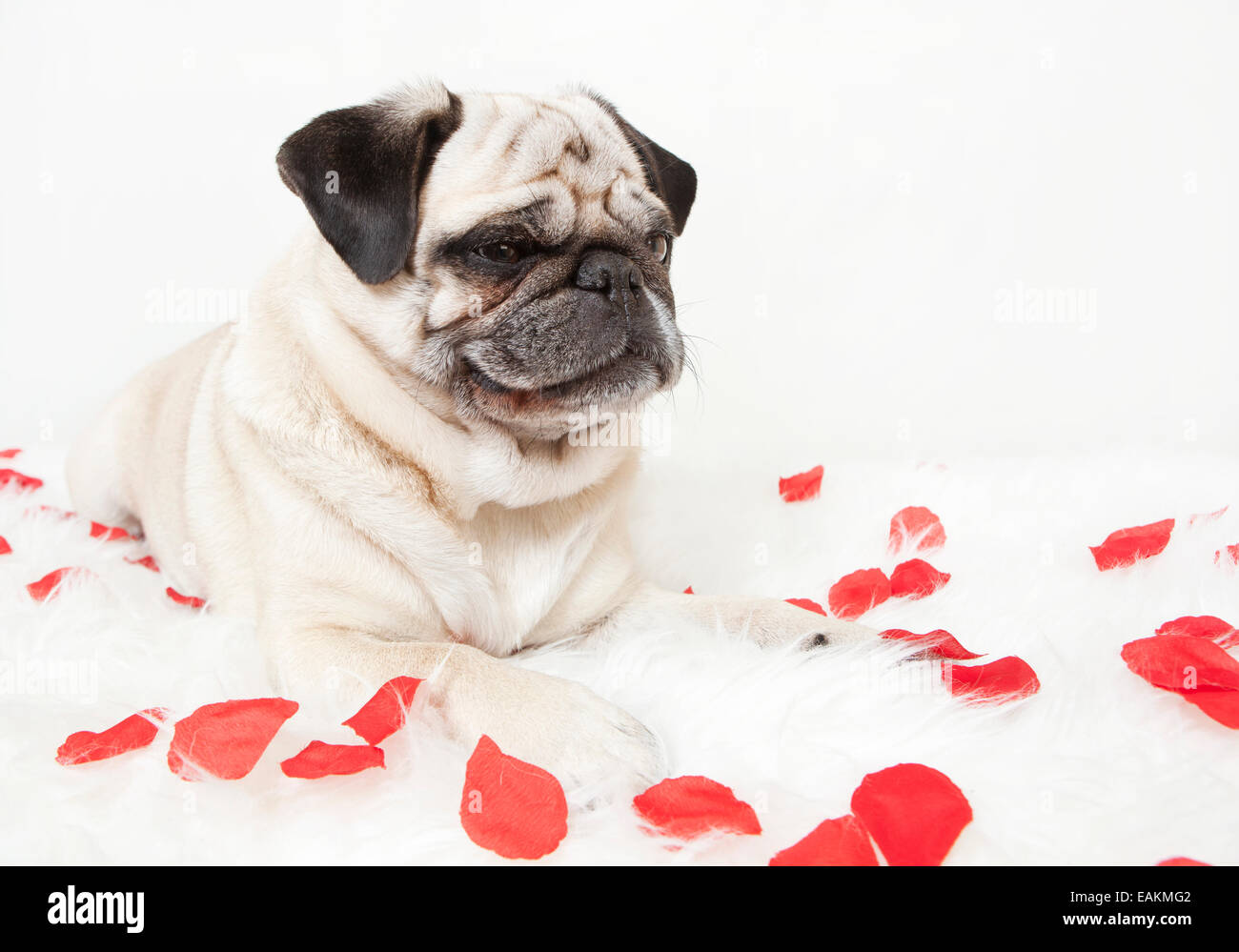 Un pug souriant allongé sur une couverture blanche ornée de fleurs rose Banque D'Images