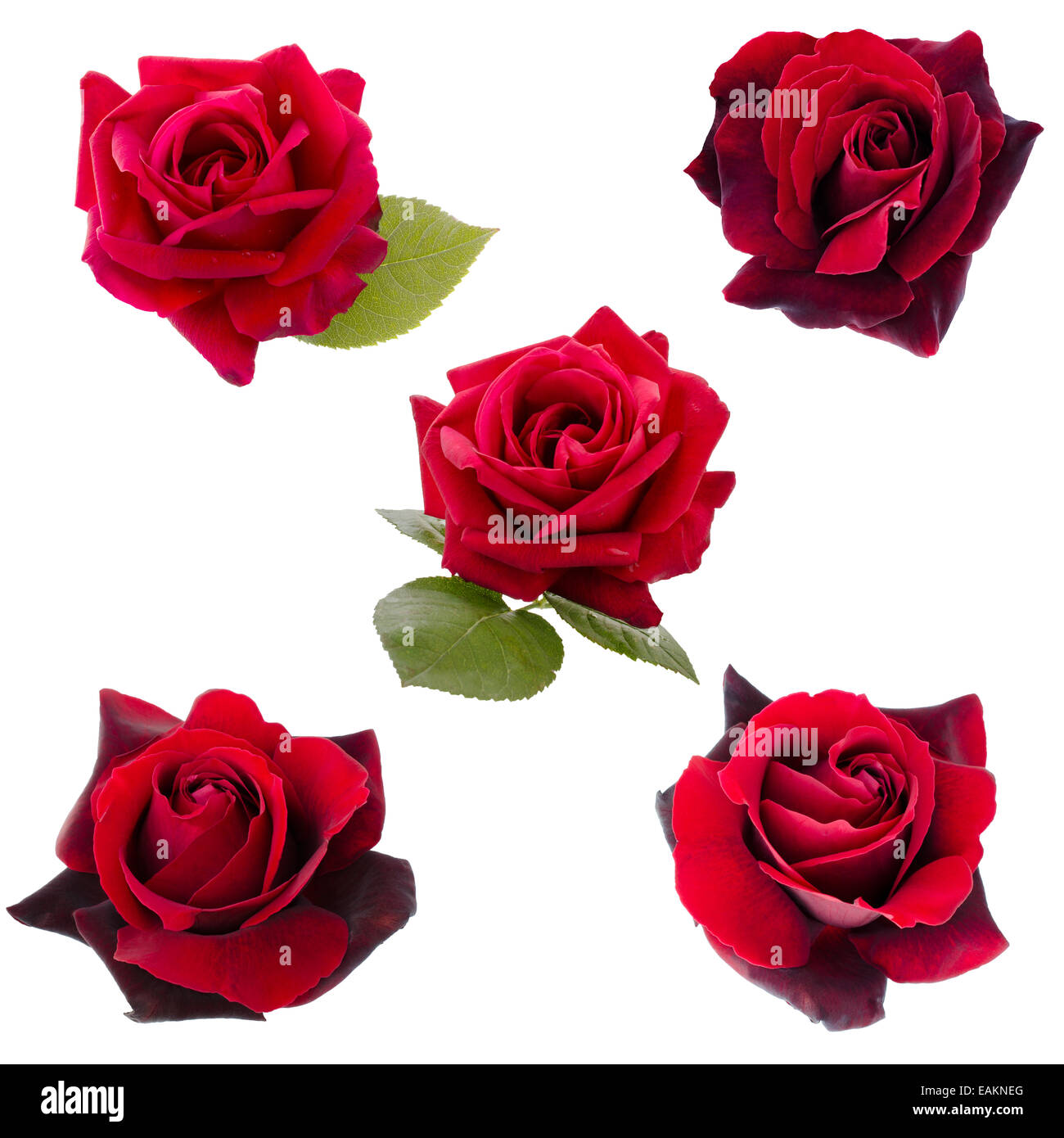 Collage de cinq roses rouge foncé Banque D'Images