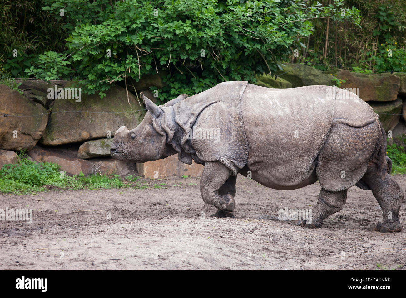 Rhinocéros unicorne de l'Inde (Rhinoceros unicornis) dans le Zoo de Rotterdam (Diergaarde Blijdorp) en Hollande, aux Pays-Bas. Banque D'Images