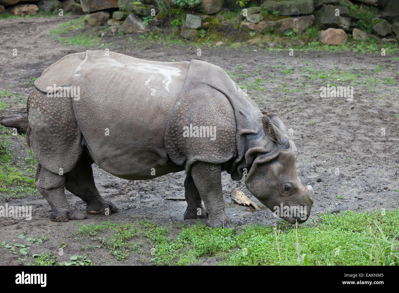 Rhinocéros unicorne de l'Inde (Rhinoceros unicornis) avec coupe corne de la Rotterdam (Zoo Diergaarde Blijdorp) en Hollande, aux Pays-Bas. Banque D'Images