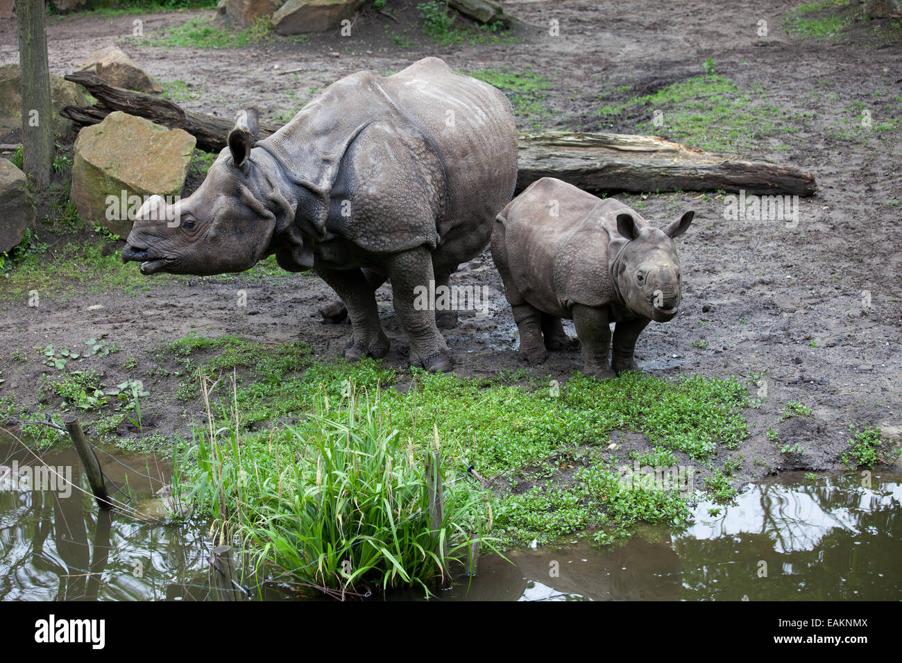 Grand Rhinocéros indien (Rhinoceros unicornis), mère avec bébé dans le Zoo de Rotterdam (Diergaarde Blijdorp) en Hollande, Pays-Bas Banque D'Images