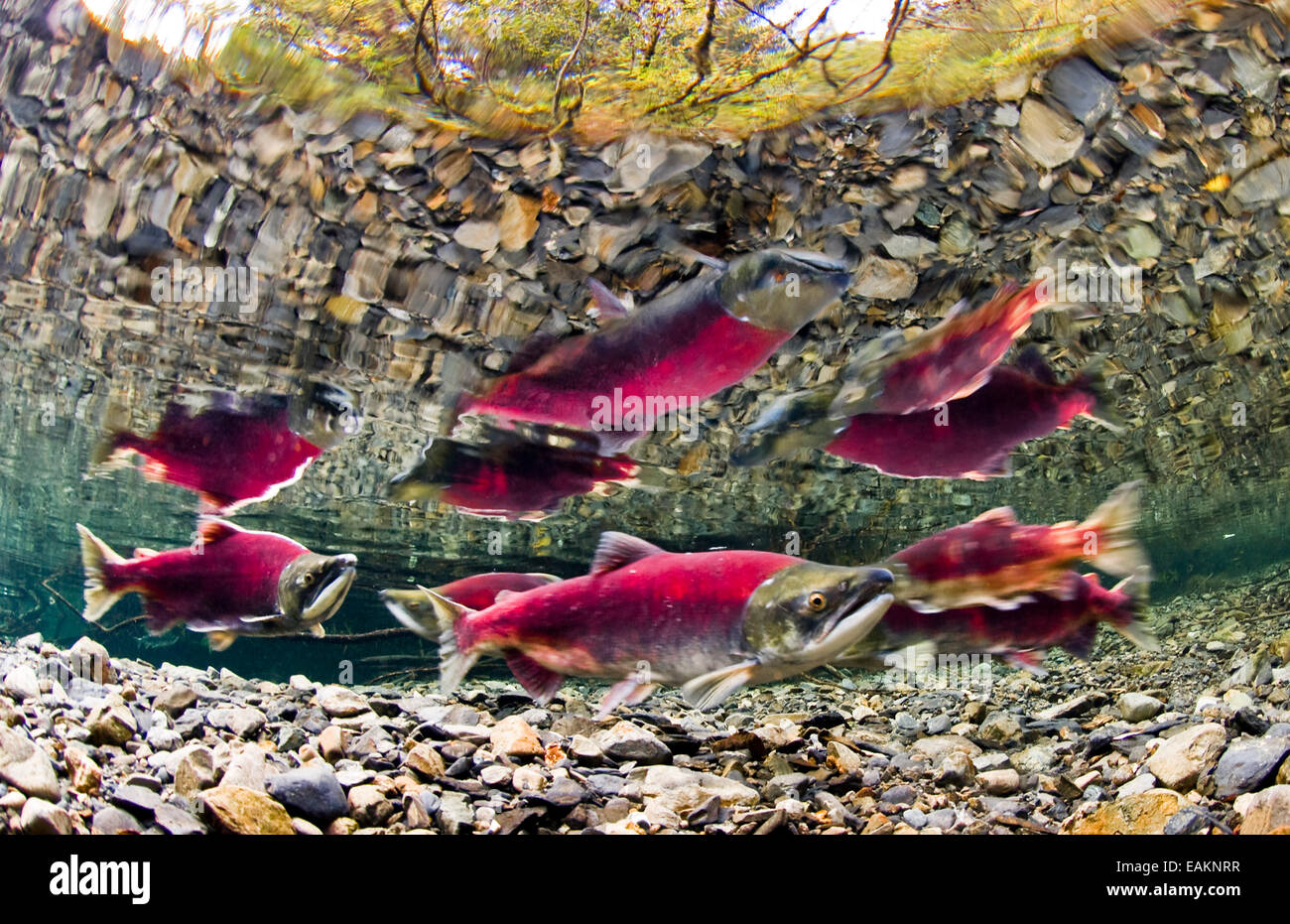 Vue sous-marine du saumon rouge dans les frayères dans le ruisseau d'alimentation, près de Cordova, Southcentral Alaska Banque D'Images