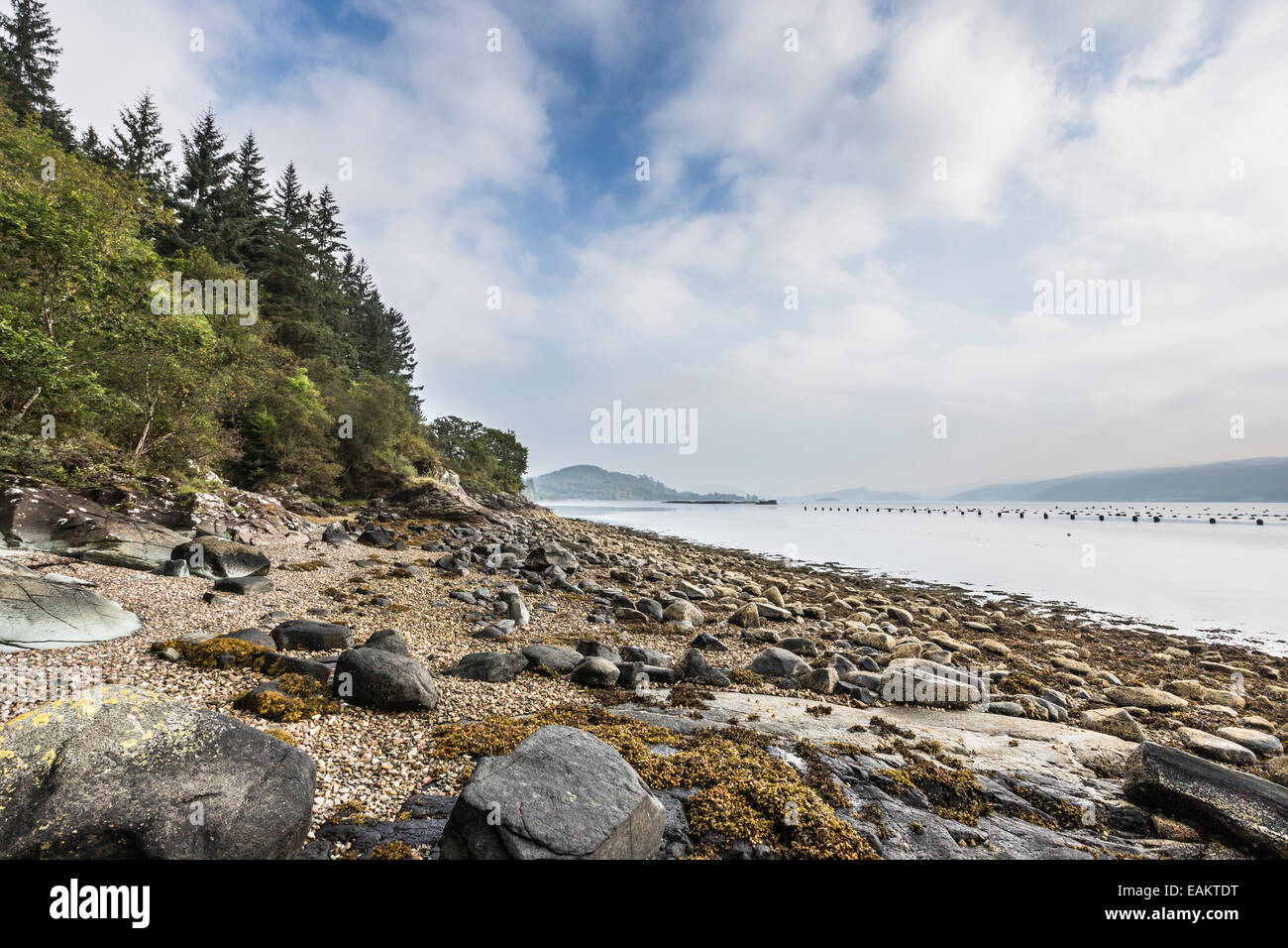 Rives du Loch Fyne à Argyll, en Écosse. Banque D'Images