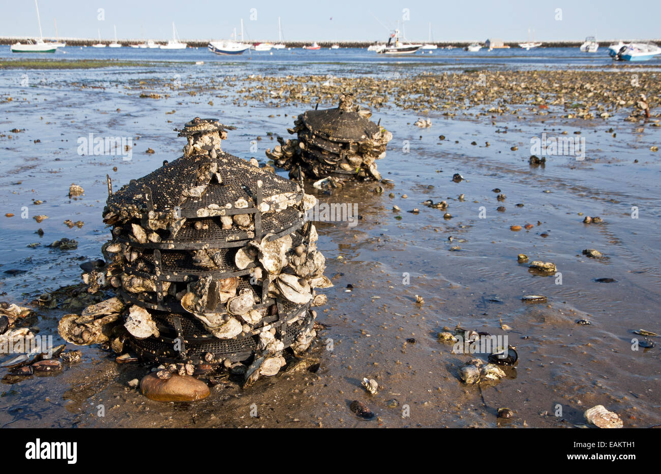 L'ostréiculture 'China Caps' dans la baie de Cape Cod utilisée pour recueillir les larves des huîtres de frai pour utilisation par l'aquaculture. Banque D'Images