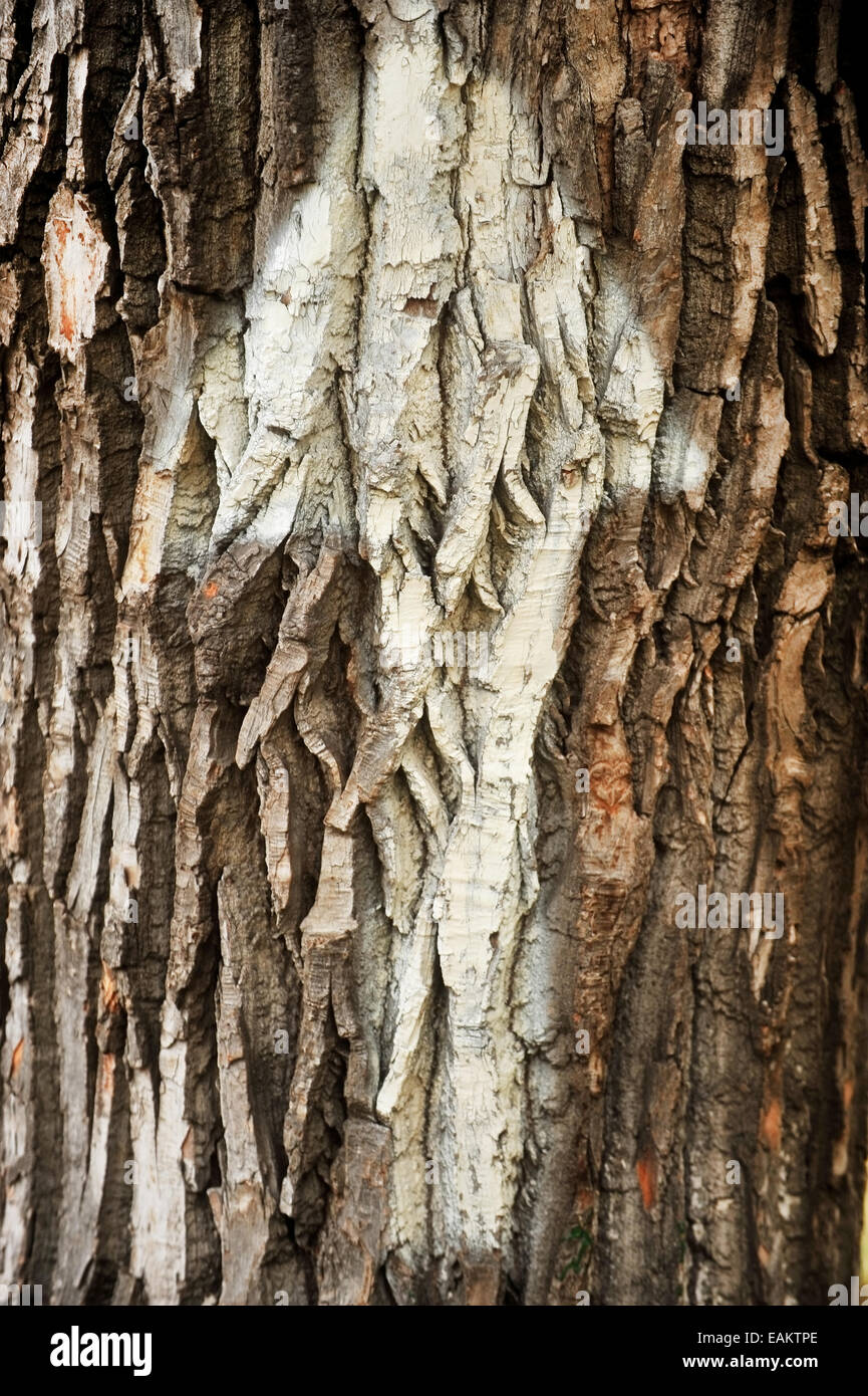 Flèche blanche peinte sur une écorce d'arbre Banque D'Images