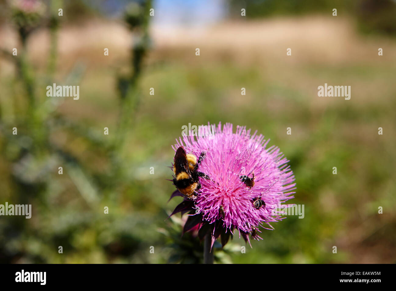 La collecte du pollen d'abeilles et d'insectes de plantes chardon canadien Saskatchewan Canada Banque D'Images