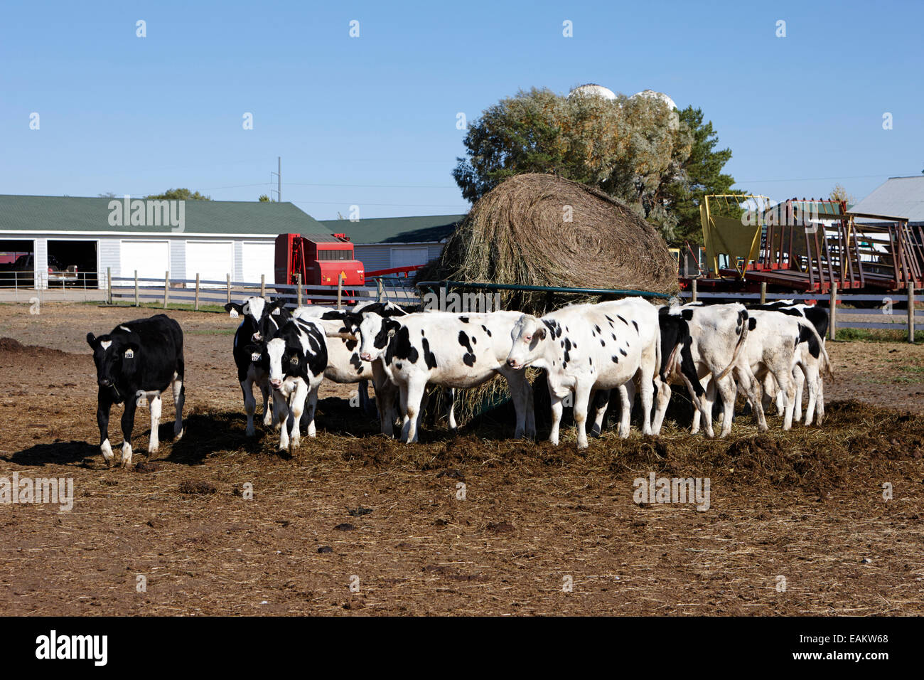 Troupeau de bovins de la recherche universitaire l'université de Saskatoon Saskatchewan Canada Banque D'Images