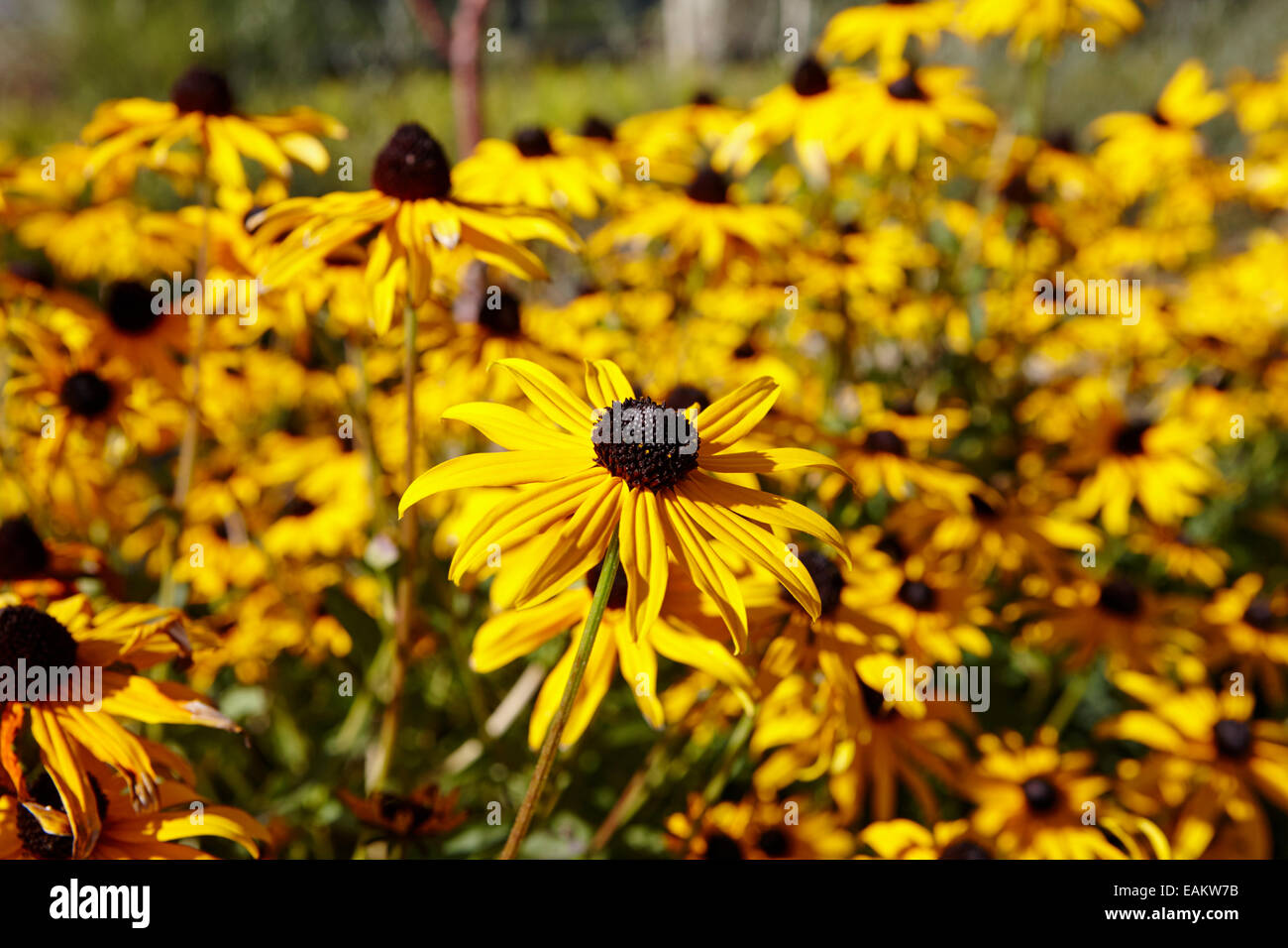 Rudbeckia hirta pulcherrima var black-eyed susan plante poussant en Saskatchewan canada couramment utilisé à des fins médicinales par na Banque D'Images