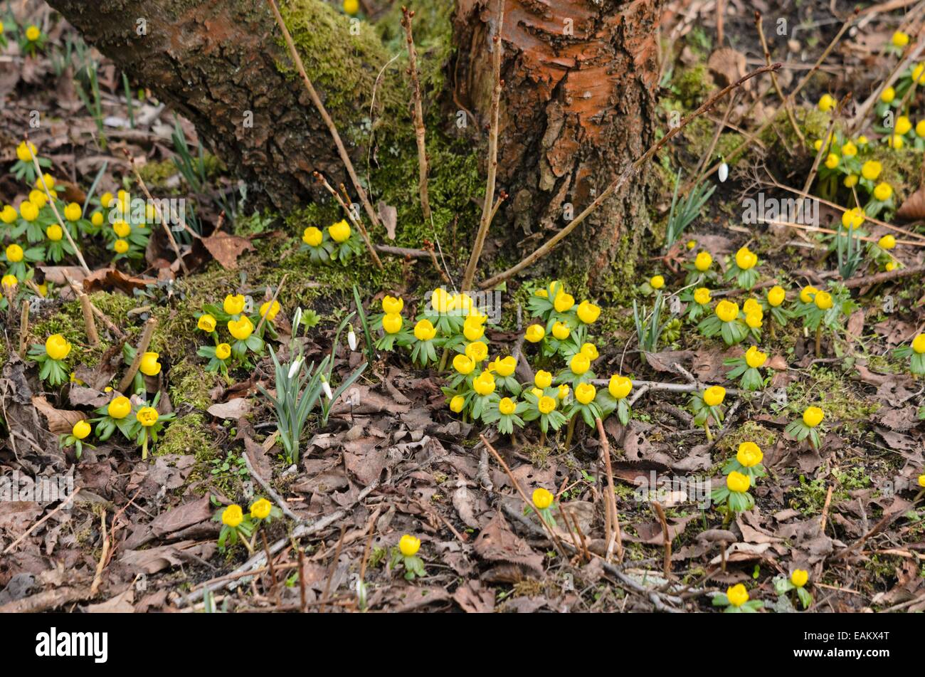 Aconit d'hiver (Eranthis hyemalis) Banque D'Images