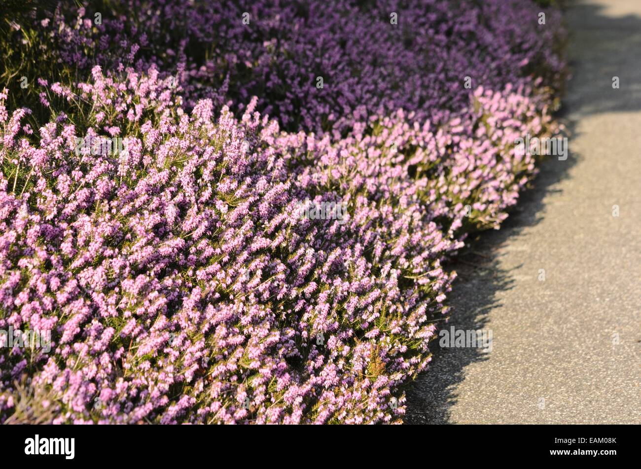 (Erica carnea bruyère d'hiver 'winter beauty' syn. erica herbacea 'winter beauty') Banque D'Images