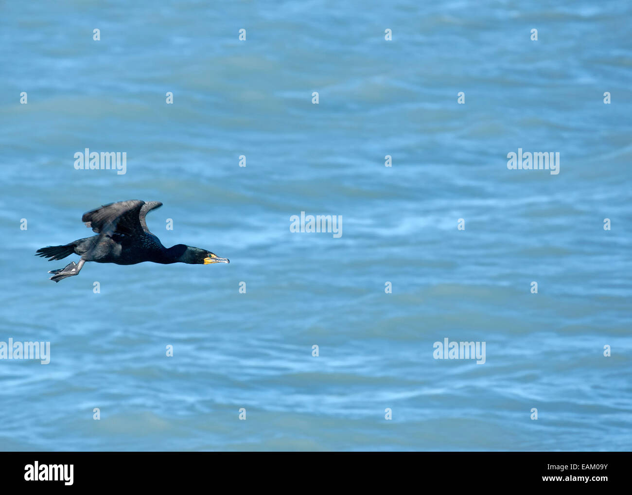 Canard noir pris en vol pendant une fraction de seconde - Résurrection Bay en Alaska. Banque D'Images